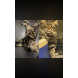 Lost Cat Romie