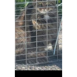 Image of Romeo, Lost Cat