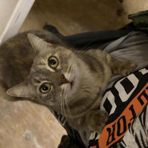 Lost Cat Bia
