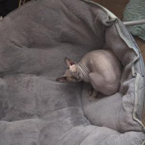 Lost Cat Ezra