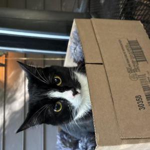 Lost Cat Peewee