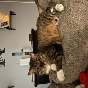 Lost Cat Bozley