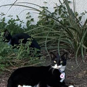Image of Ponyboy, Lost Cat