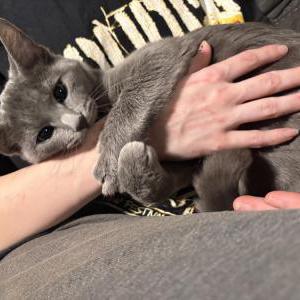 Image of Remedy, Lost Cat