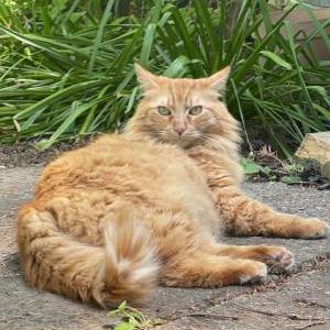 Image of Kaos Engine, Lost Cat
