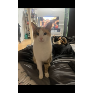 Image of Ginger, Lost Cat