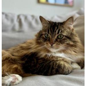 Image of Leo, Lost Cat