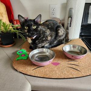 Image of Patches, Lost Cat