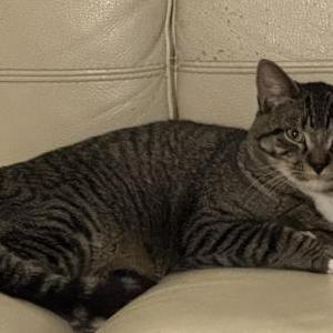 Image of Laylo, Lost Cat