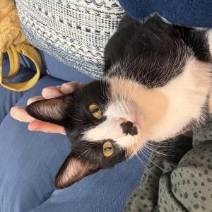 Image of Carl, Lost Cat