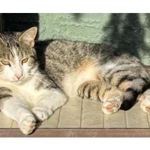 Lost Cat Milo