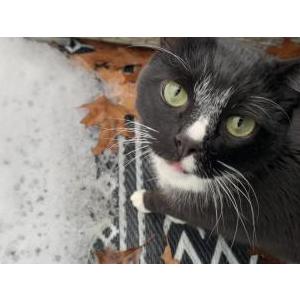 Image of Tuxedo Mask, Lost Cat