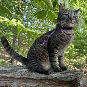 Image of Jimmy, Lost Cat