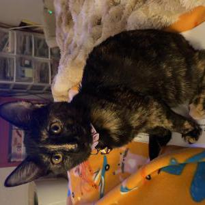 Image of Corazon, Lost Cat