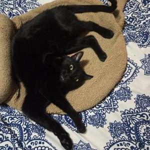 Image of George, Lost Cat