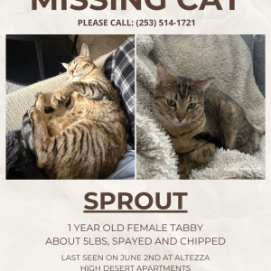 Image of Sprout, Lost Cat