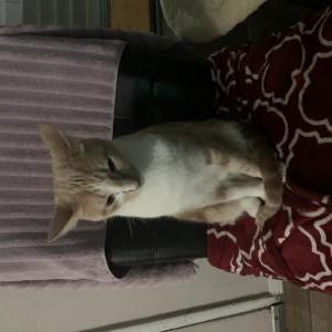 Image of Sunset, Lost Cat