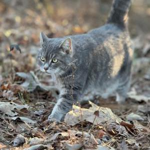 Image of Fluff, Lost Cat