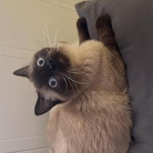Image of Smokey, Lost Cat