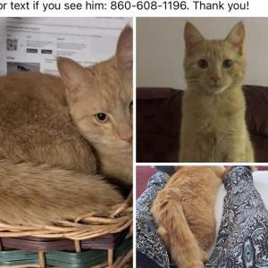 Image of Rusty, Lost Cat