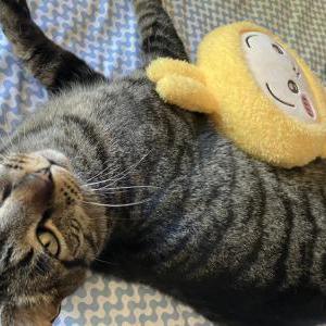 Image of Silly Goose, Lost Cat