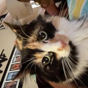 Image of Delilah, Lost Cat