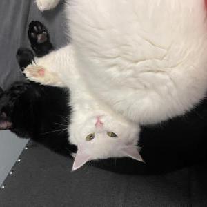 Image of Ventress, Lost Cat