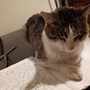Image of Star, Lost Cat