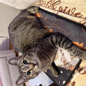 Image of Angek, Lost Cat