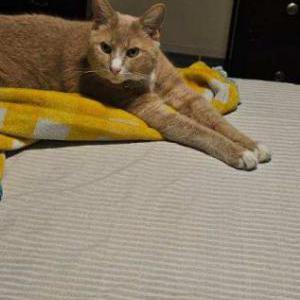 Image of Simba Sean, Lost Cat