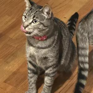 Image of Riley, Lost Cat