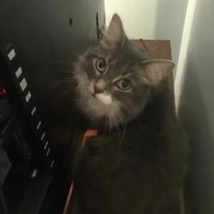 Image of Evie, Lost Cat