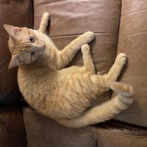 Image of Simba, Lost Cat