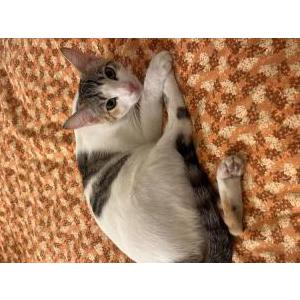 Image of Patches, Lost Cat