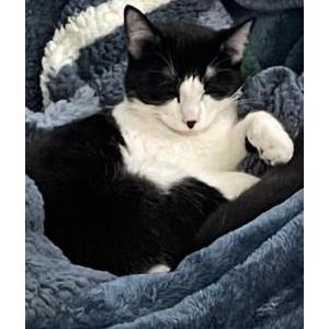 Image of BO, Lost Cat