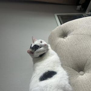 Image of lucy, Lost Cat
