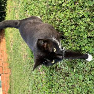 Image of Boots, Lost Cat