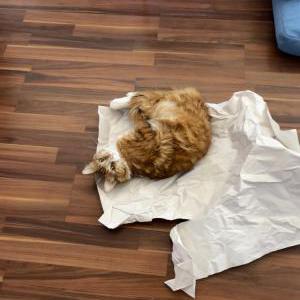 Image of Leonard, Lost Cat