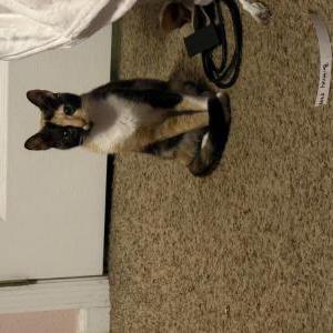 Image of Brittney, Lost Cat