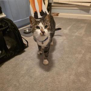Image of unknown, Found Cat