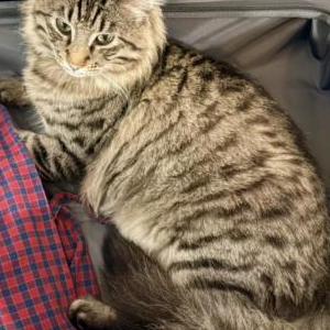 Lost 2 Apollo (IA)