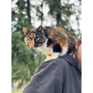 Image of Jane, Lost Cat
