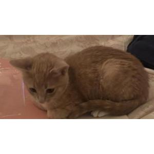 Image of Talula, Lost Cat
