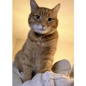 Image of Mart, Lost Cat