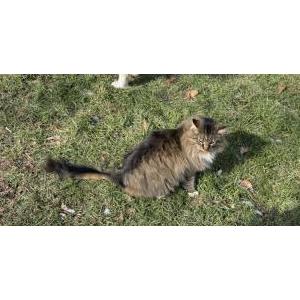 Image of Bootsy, Lost Cat