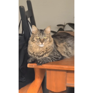 Image of Suki, Lost Cat
