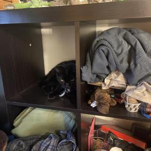 Image of Prince, Lost Cat