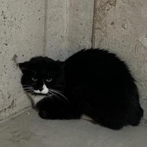 Image of Don, Lost Cat
