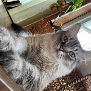 Image of Sir Fuzz, Lost Cat