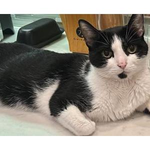 Image of Finn, Lost Cat